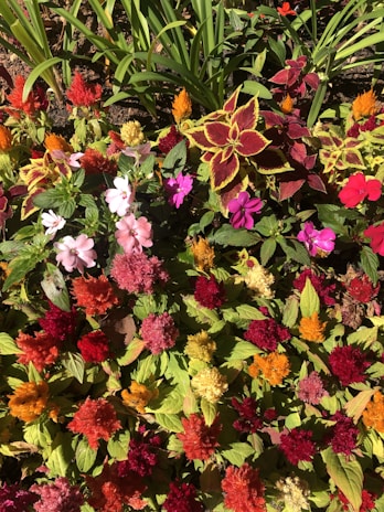 Colorful array of musli, amla, and neem plants growing together in an organic garden.