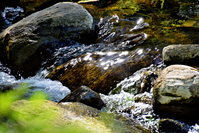 A cheerful beginner carefully panning for gold in a sunlit mountain stream surrounded by lush greenery.