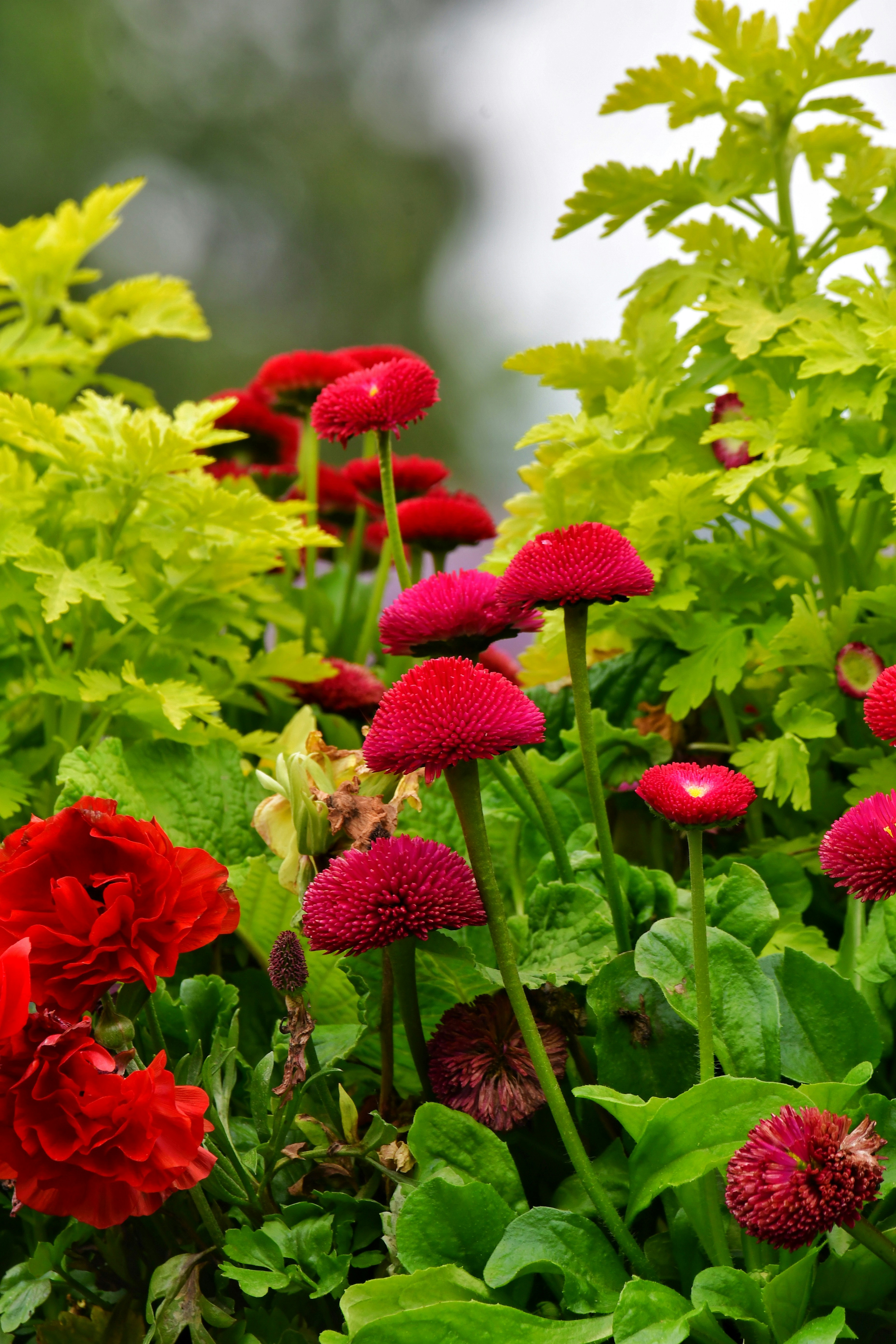 a garden filled with lots of red flowers