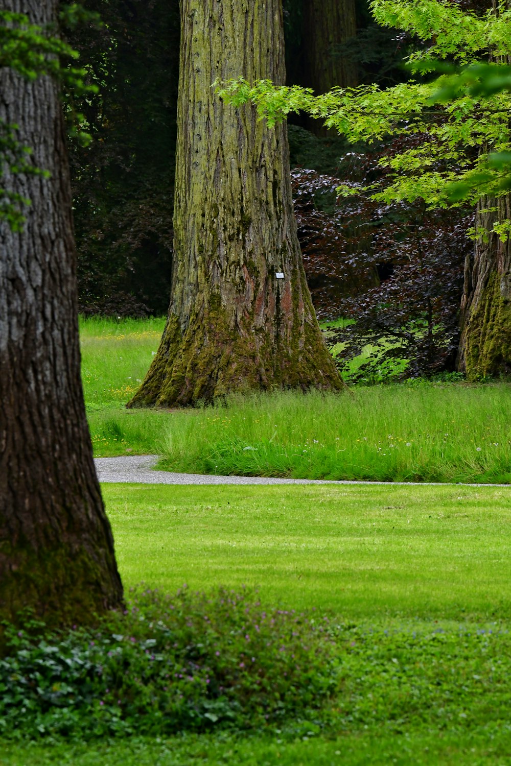 a couple of trees that are in the grass