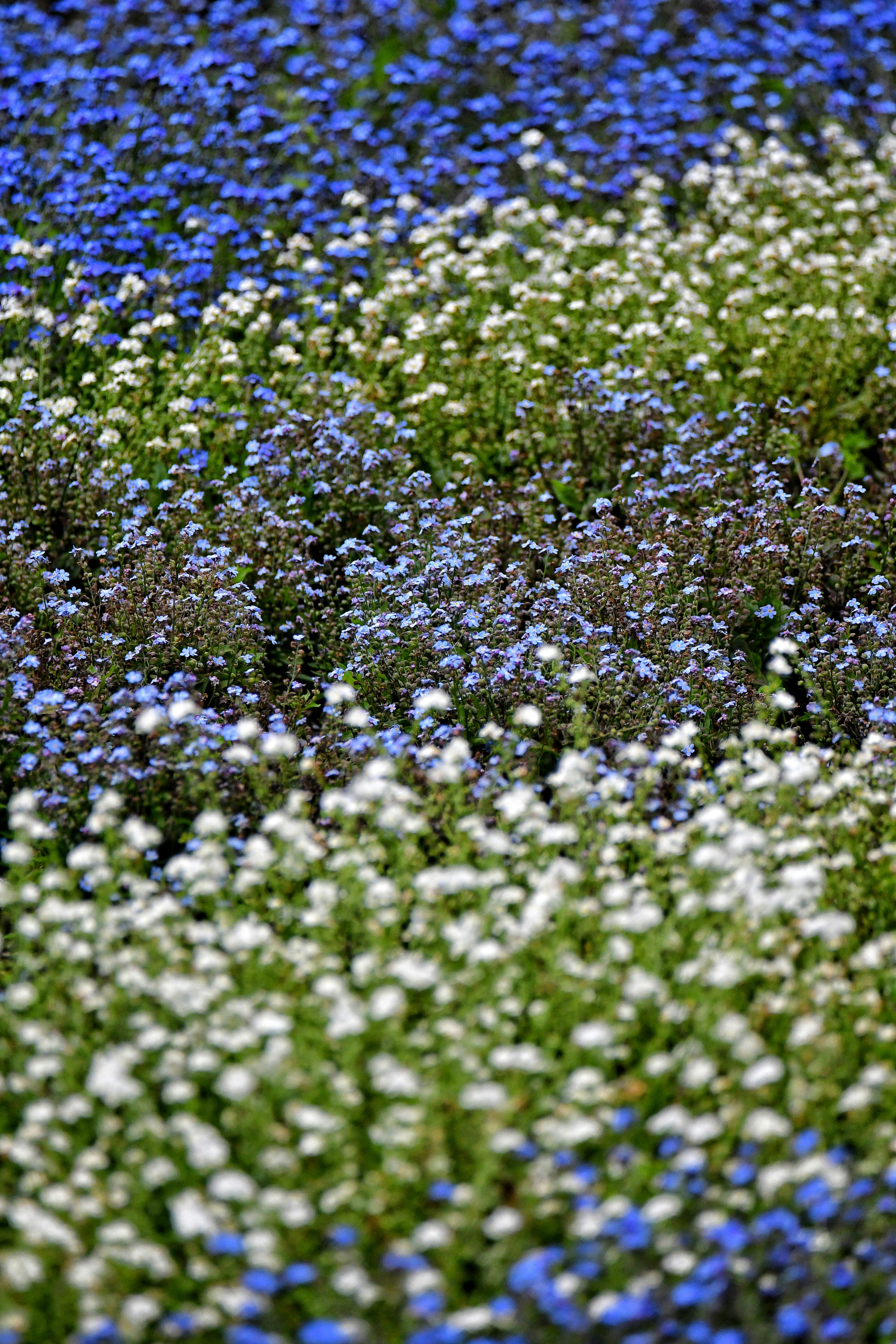 Photo by pedrino5_official