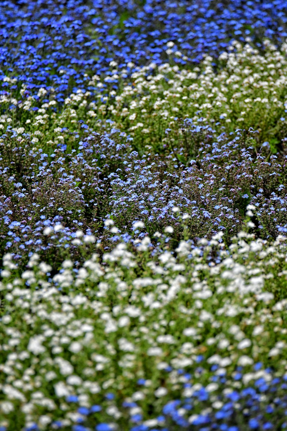 a field full of blue and white flowers