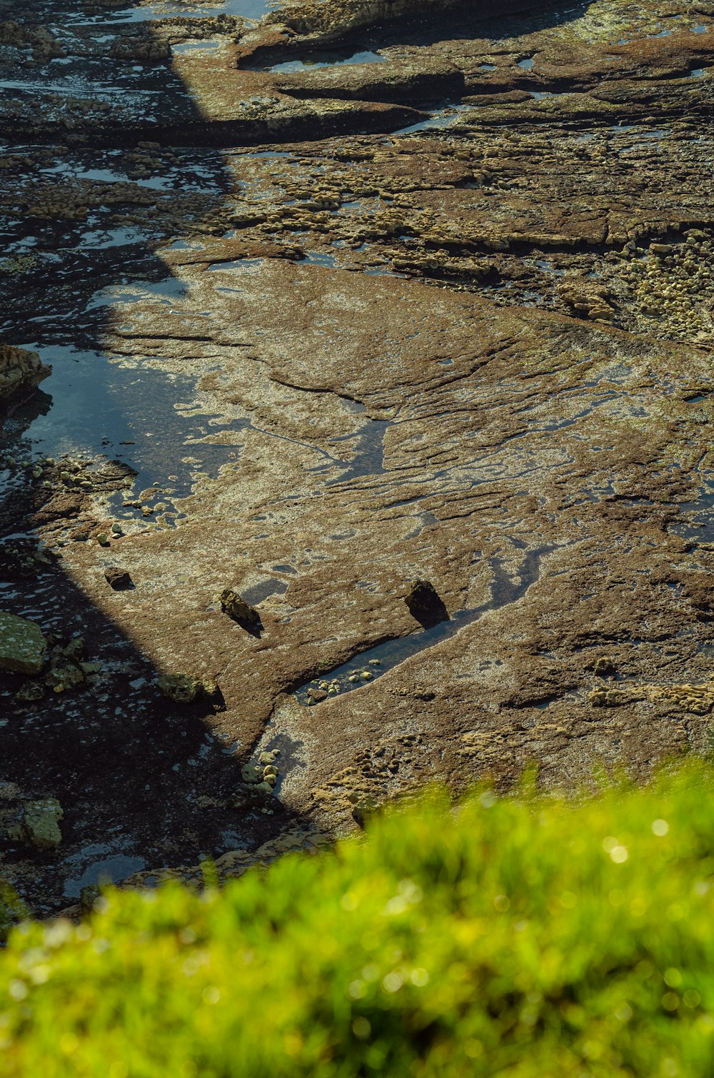 una coppia di uccelli in piedi sulla cima di una spiaggia rocciosa