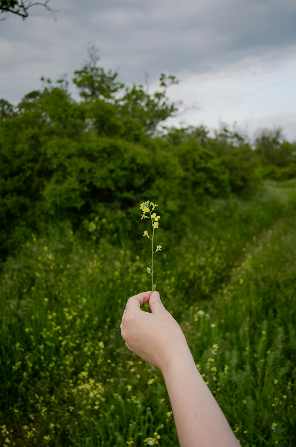 a person holding a small plant in their hand