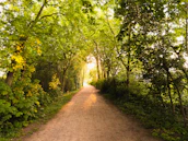 A serene pathway under a protective canopy of golden light representing trust and security.