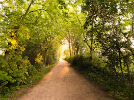 A serene pathway under a protective canopy of golden light representing trust and security.