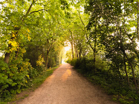 A serene path illuminated by soft golden light symbolizing divine guidance.