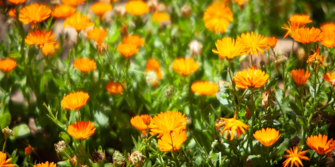 a bunch of orange flowers that are in the grass