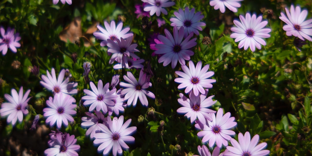 a bunch of purple flowers that are in the grass