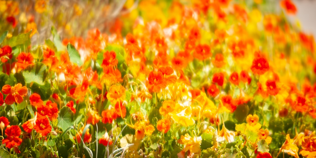 a bunch of flowers that are in the grass