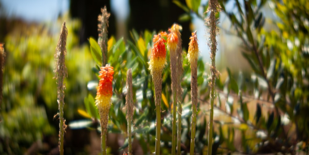 a bunch of flowers that are in the grass