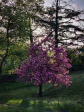 Volunteers planting trees in a sunny park, symbolizing growth and teamwork.