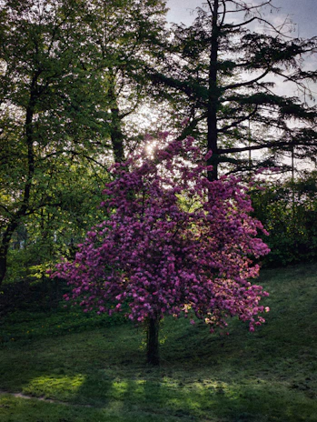 Volunteers planting trees in a sunny park, symbolizing growth and teamwork.