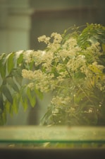 Calm therapy room with soft blue and green accents and white crepe myrtle blossoms on the windowsill.
