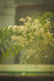 Calm therapy room with soft blue and green accents and white crepe myrtle blossoms on the windowsill.