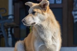 A happy dog sitting attentively beside its owner during an outdoor photo session