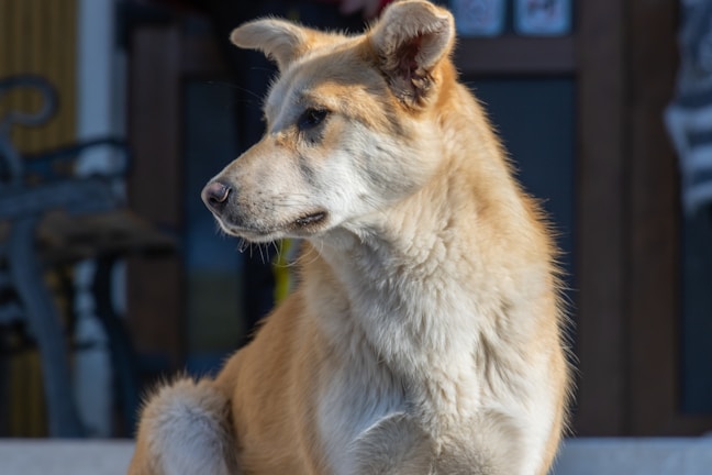 A happy dog sitting attentively beside its owner during an outdoor photo session