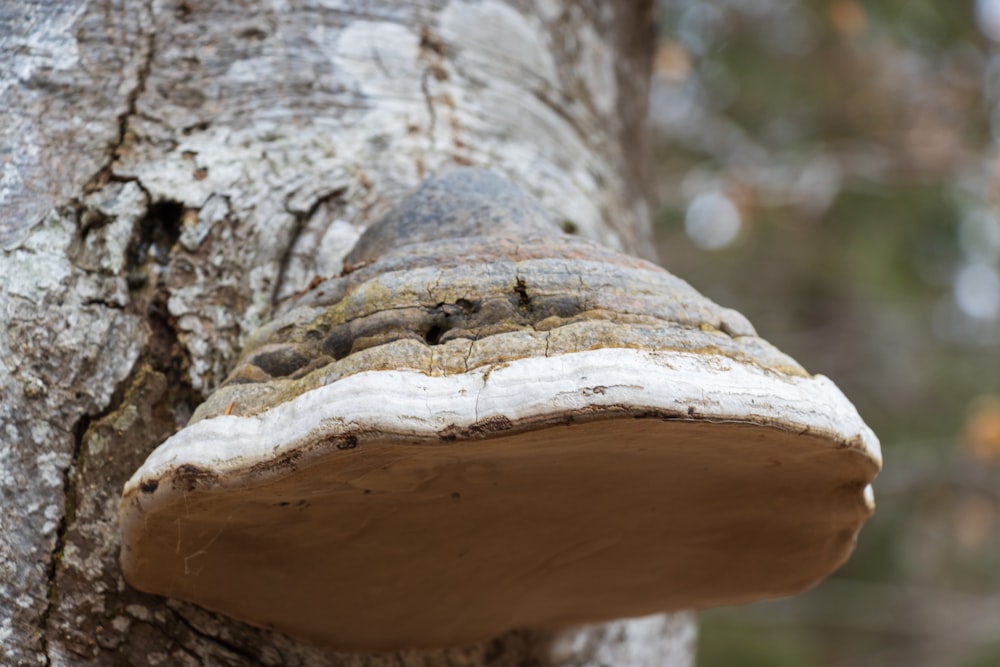 a close up of a tree trunk with a mushroom on it