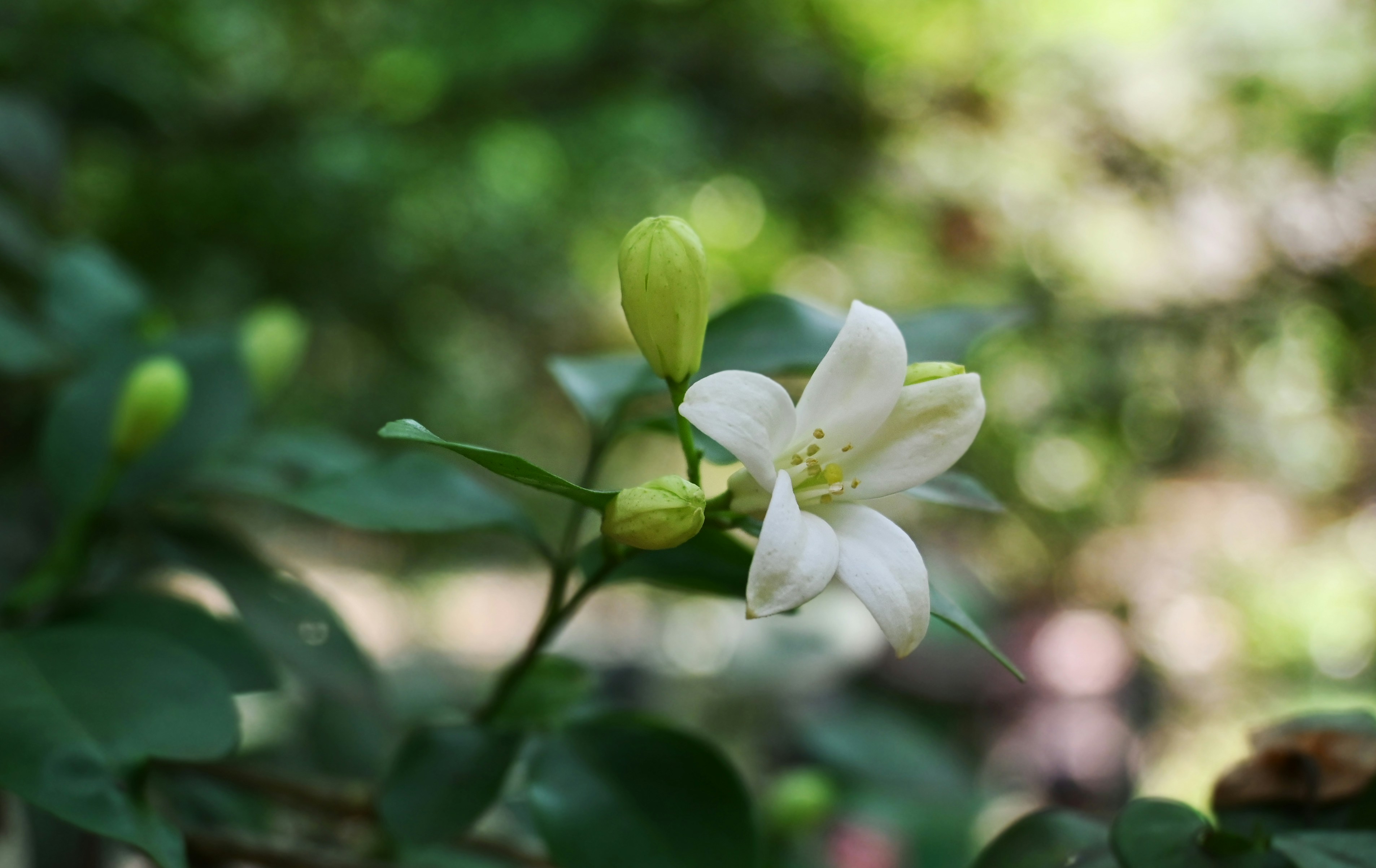 a white flower with green leaves in the background