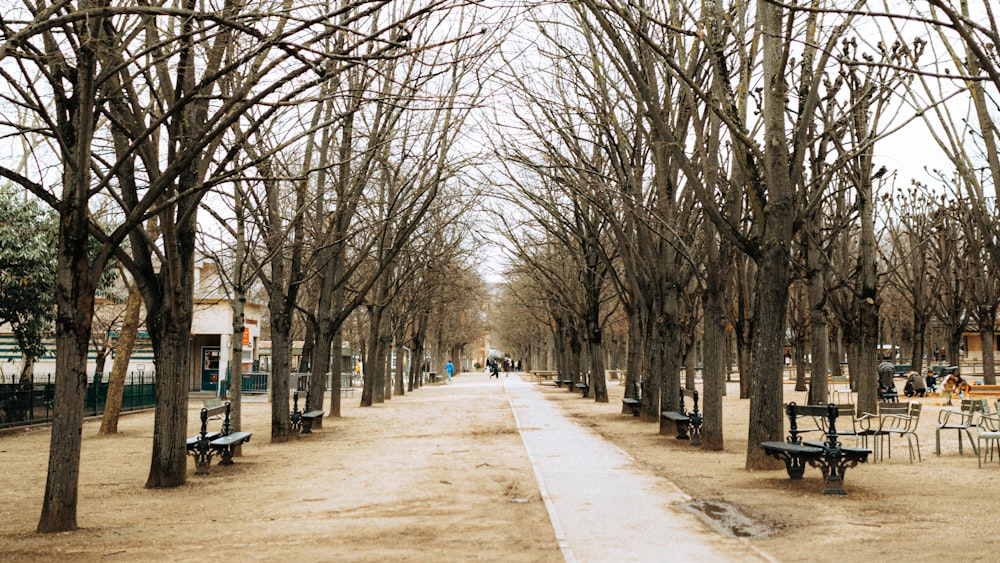 a park lined with benches and trees with no leaves