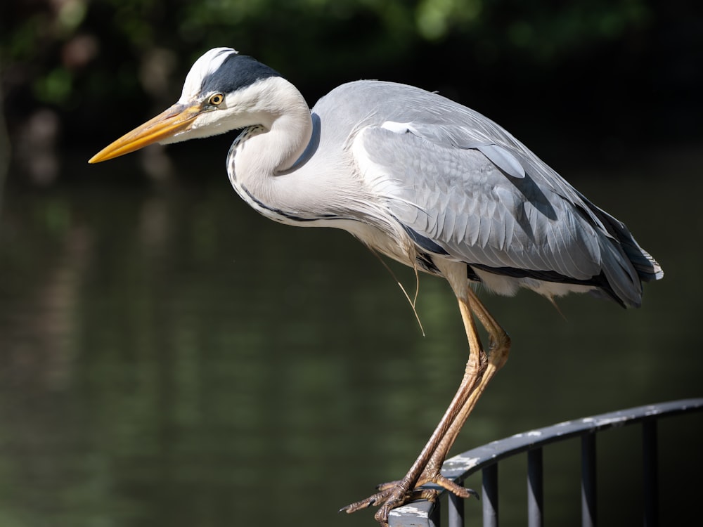 a bird with a long beak standing on a fence