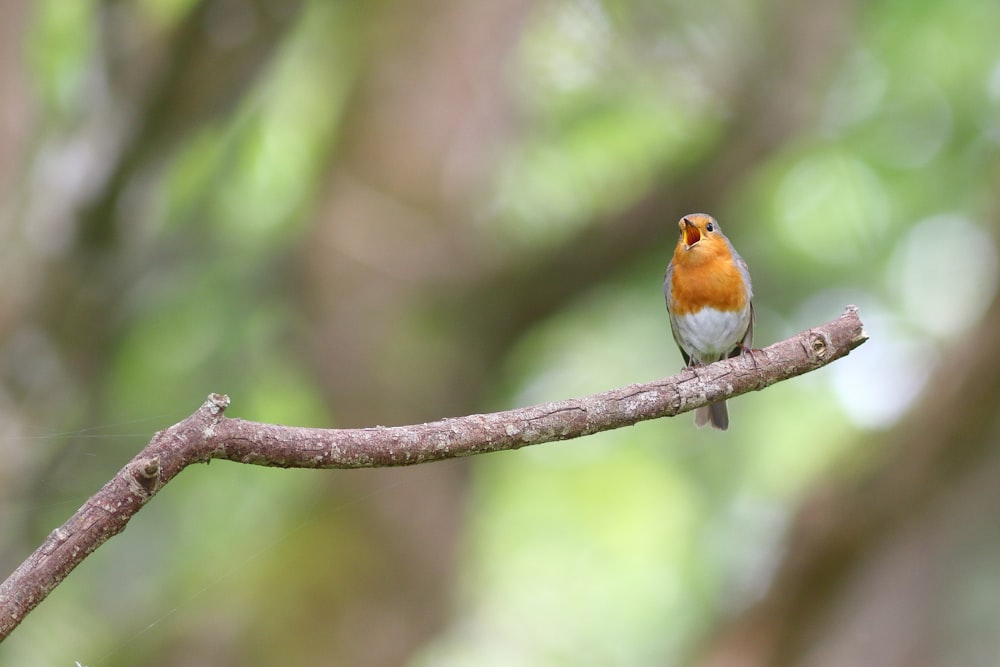 a small orange and white bird sitting on a branch