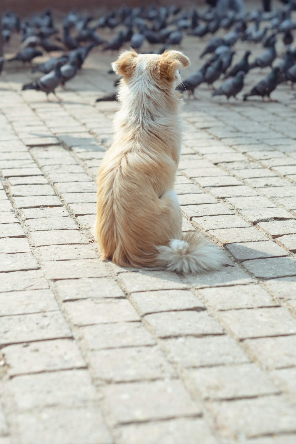 a small dog sitting on a brick walkway surrounded by pigeons