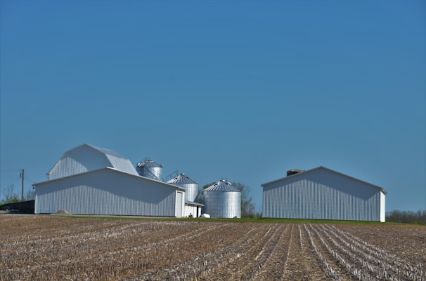 A rural landscape featuring a large, open field with rows of harvested crops leading towards white farm buildings and several metal silos standing against a clear blue sky.