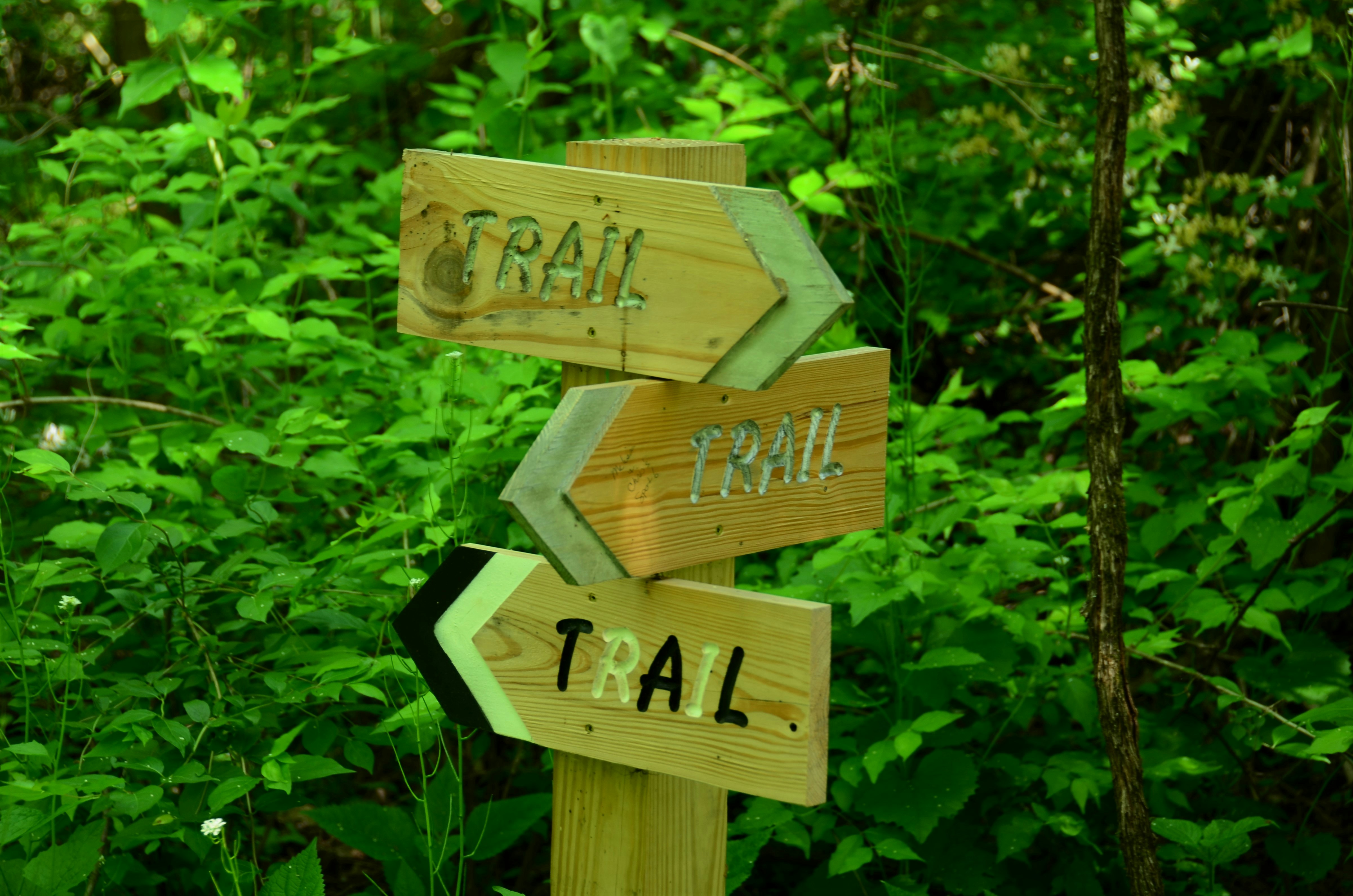 A wooden trail sign in the middle of a forest photo – Free Green Image