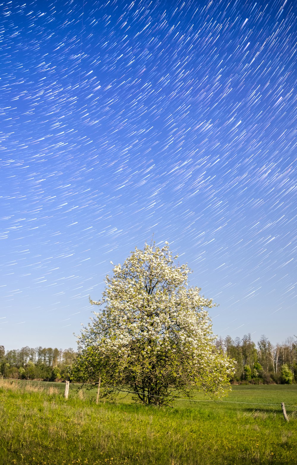 a tree in a grassy field under a star filled sky