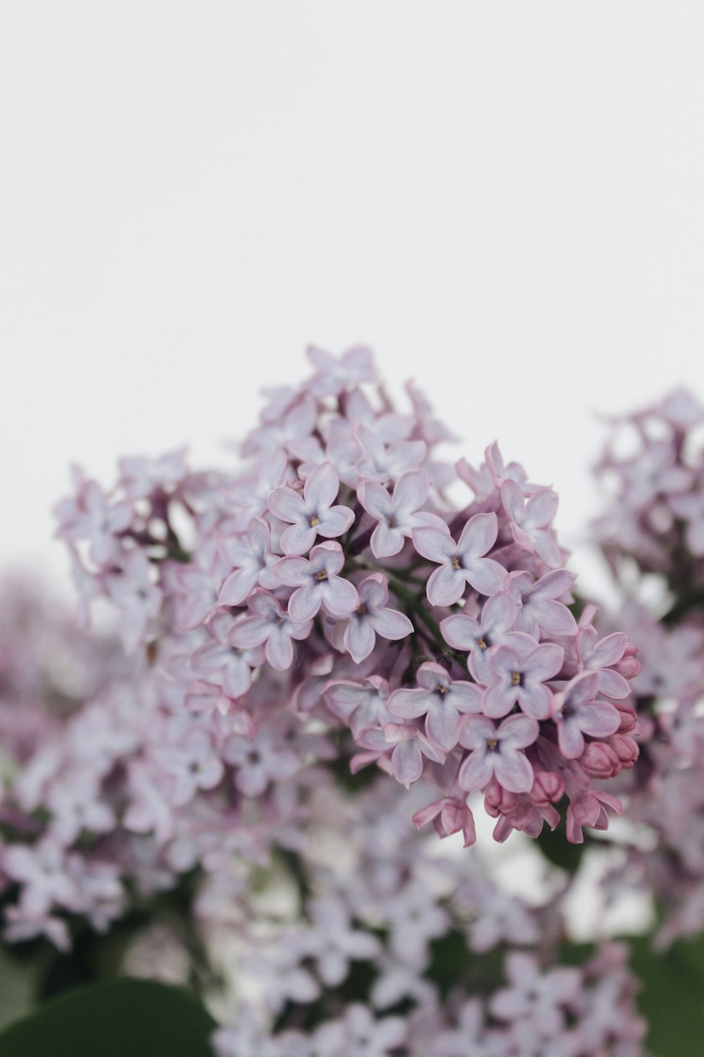 a close up of a bunch of purple flowers