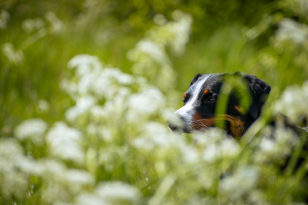 a black and brown dog laying in a field of white flowers