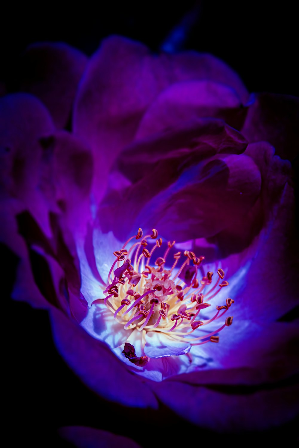 a close up of a purple flower on a black background