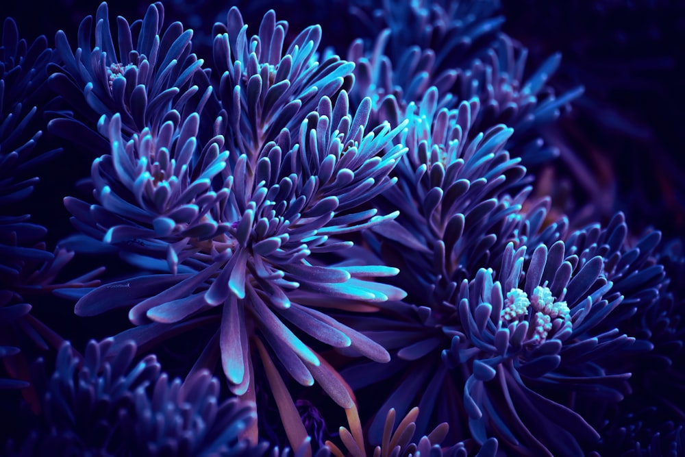 a close up of a bunch of purple flowers