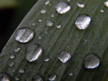 Close-up of crystal-clear mineral water droplets on a fresh green leaf.