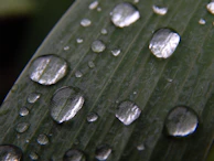Close-up of crystal-clear water droplets on a vibrant green leaf, captured with cinema-grade clarity.