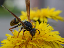 A detailed image of a wasp on a bright flower, showing the pest we manage.