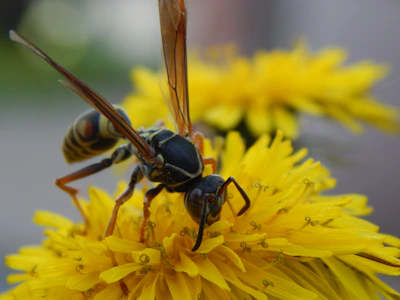 A detailed image of a wasp on a bright flower, showing the pest we manage.