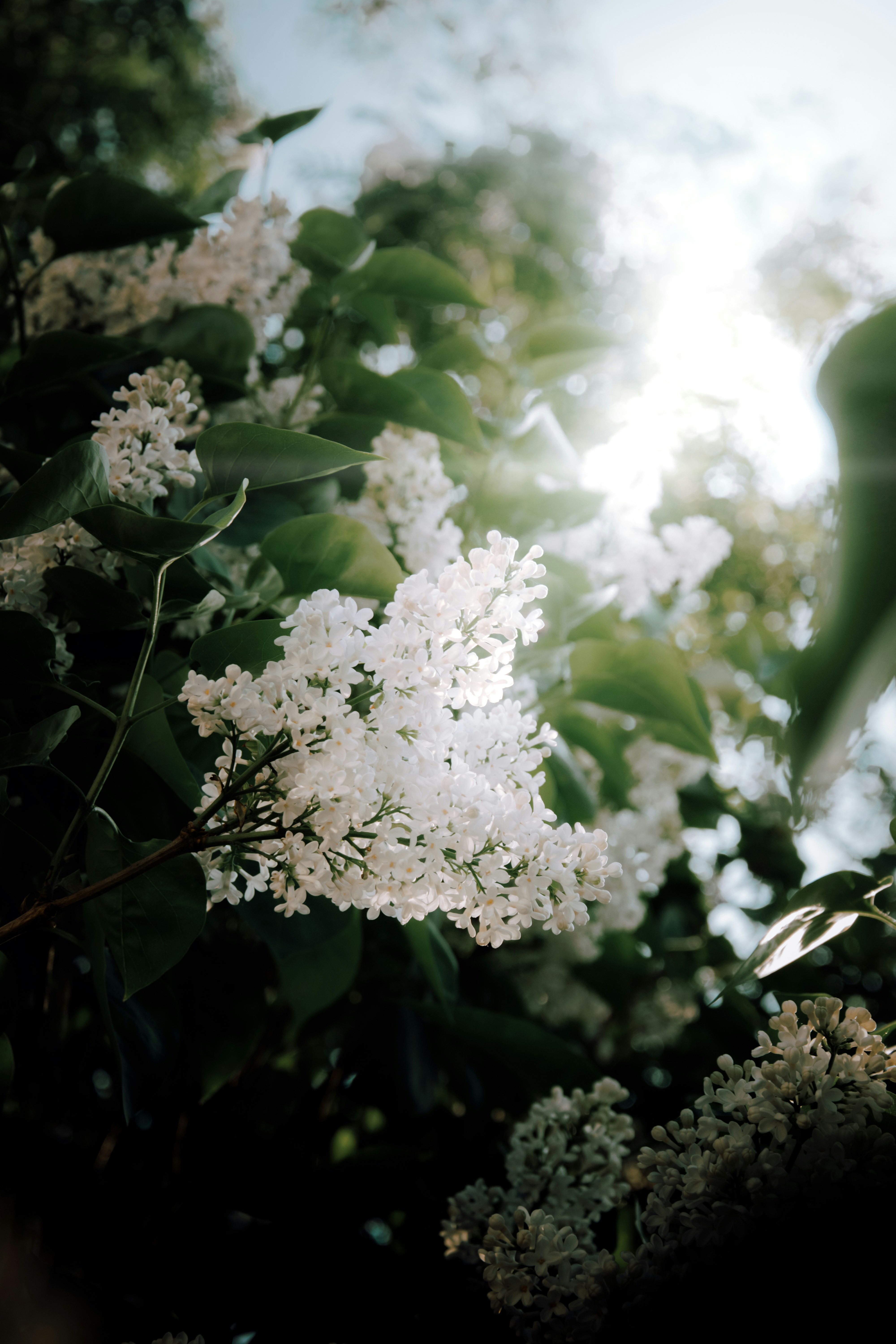 Photo by impermanent