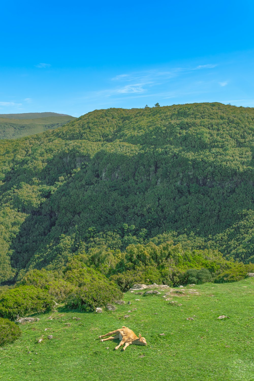 a brown dog laying on top of a lush green hillside