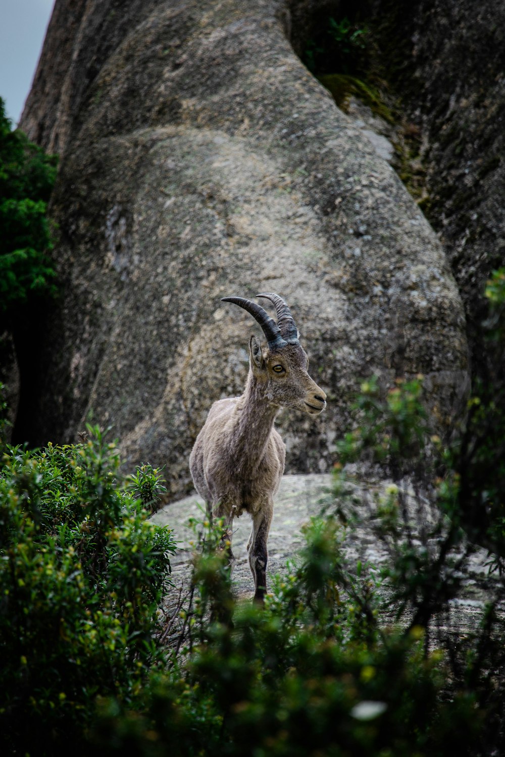 a mountain goat standing in front of a large rock