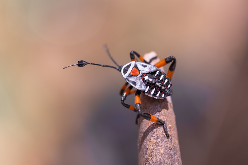 a couple of bugs sitting on top of a piece of wood