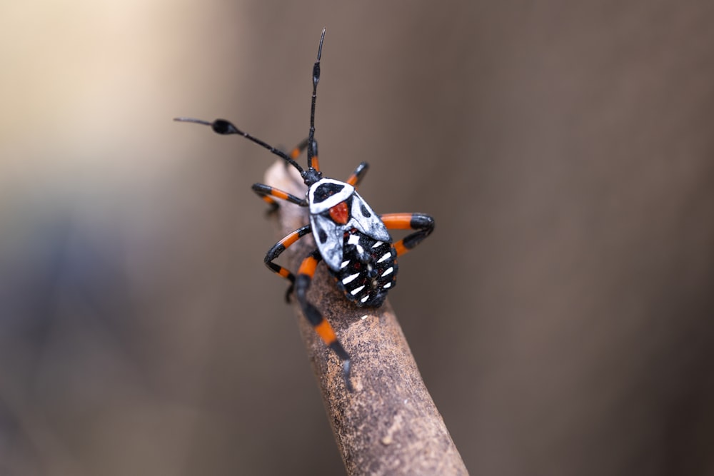 a close up of a bug on a stick