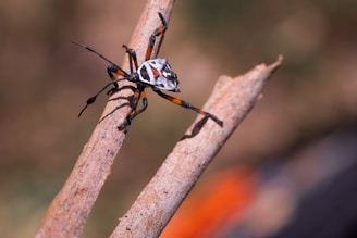 A colorful insect with long antennae and distinct red, white, and black markings on its back is perched on a twig. The twig has a rough texture, and the background is blurred, giving a bokeh effect that highlights the insect in sharp focus.