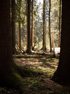 Tall trees with thick trunks stand closely together in a dense forest. Sunlight filters through the branches, casting dappled patterns on the forest floor covered in twigs and small patches of greenery. Fallen logs and underbrush add to the natural, untouched appearance of the woodland.