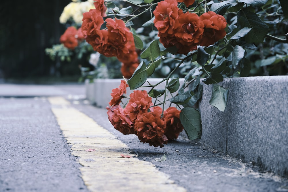 a bunch of red flowers sitting on the side of a road