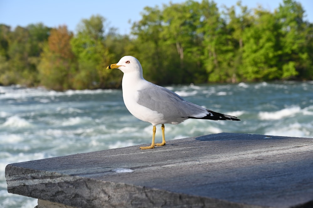 a seagull standing on a ledge near a river