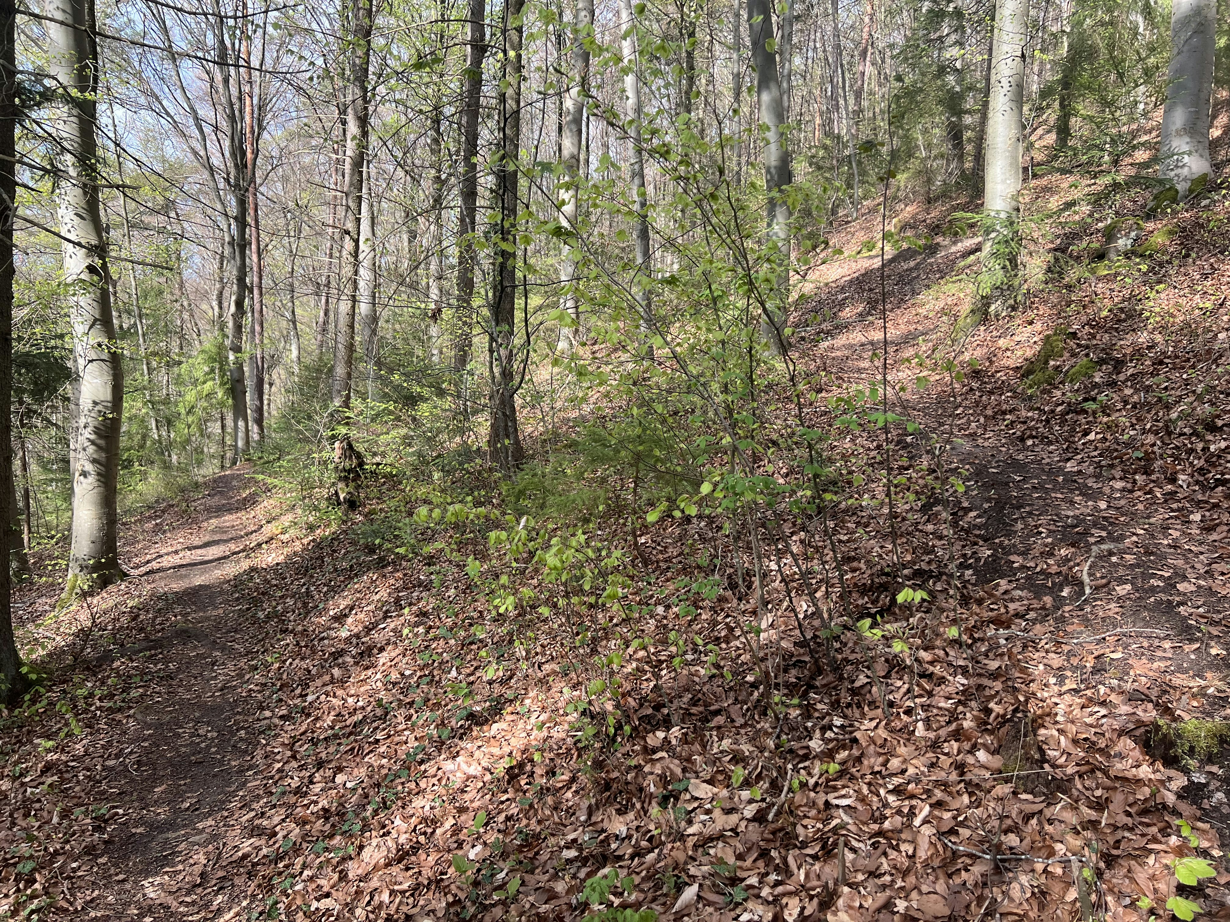 A serene forest path winding through tall trees under soft morning light