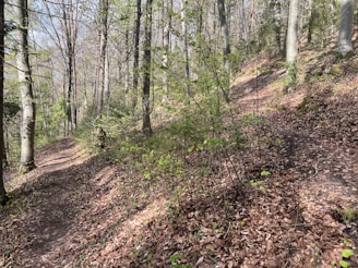 A serene forest path with sunlight filtering through the trees