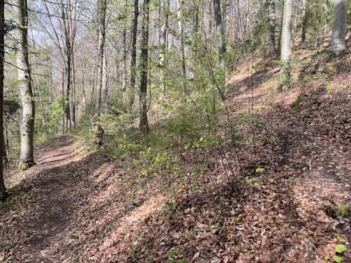 A serene forest path with sunlight filtering through tall trees.